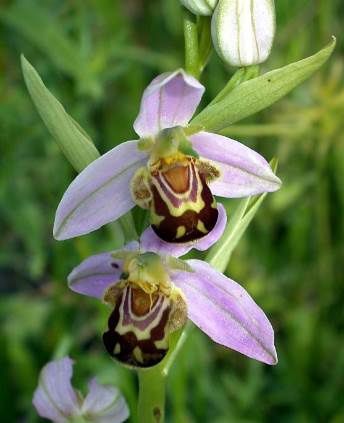 Ophrys apifera ou Ophrys abeille