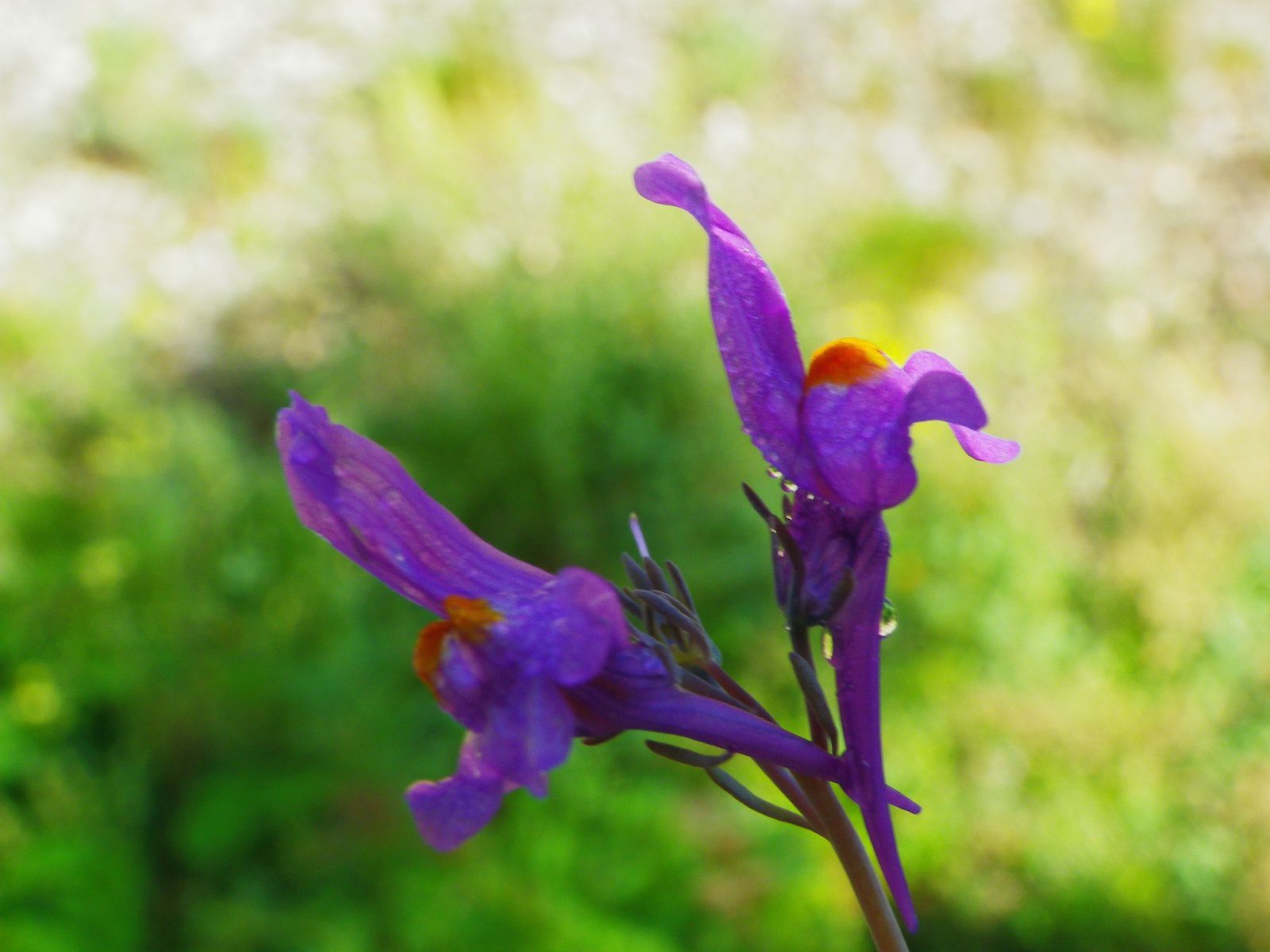 Linaria alpina, photo: Frédérique