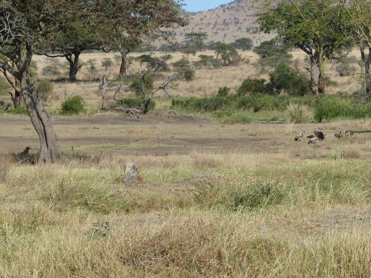 Serengeti et Ngorongoro : Le Roi Lion ou l’Histoire de la vie