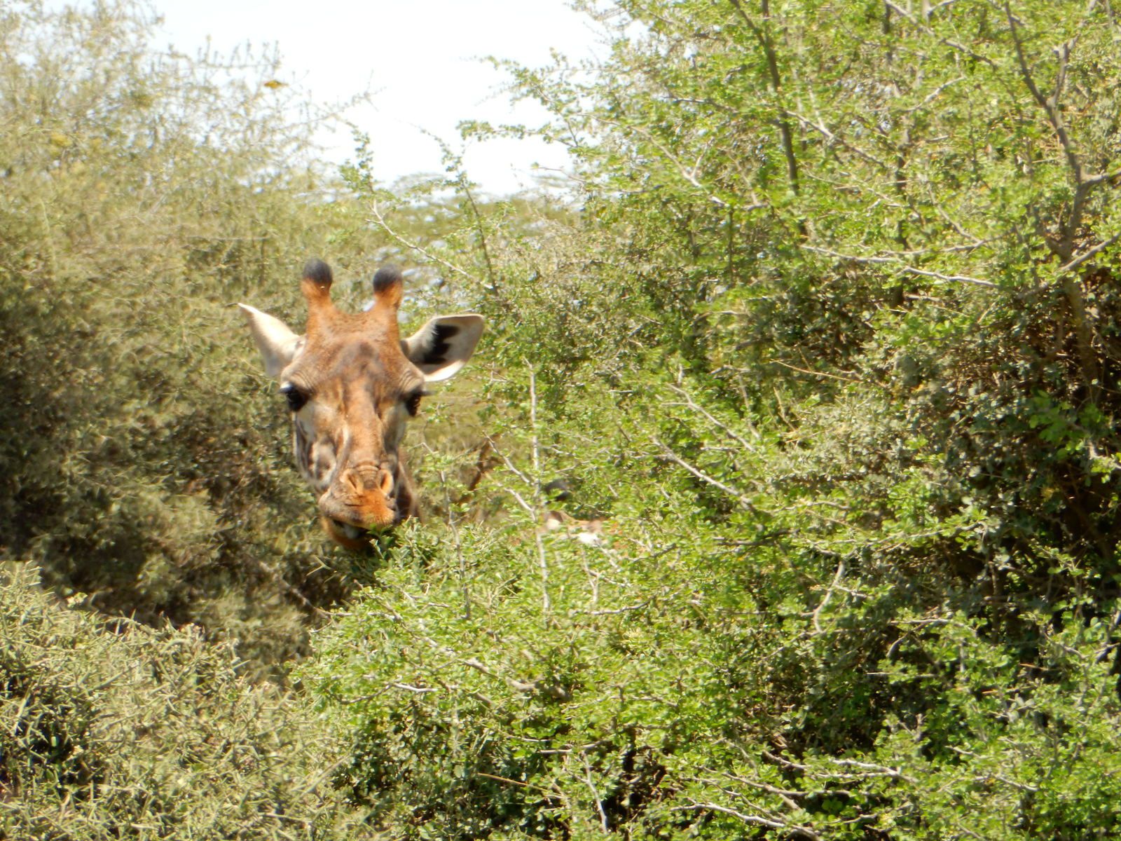 Nairobi National Park, part II - Kenya, Mars 2015