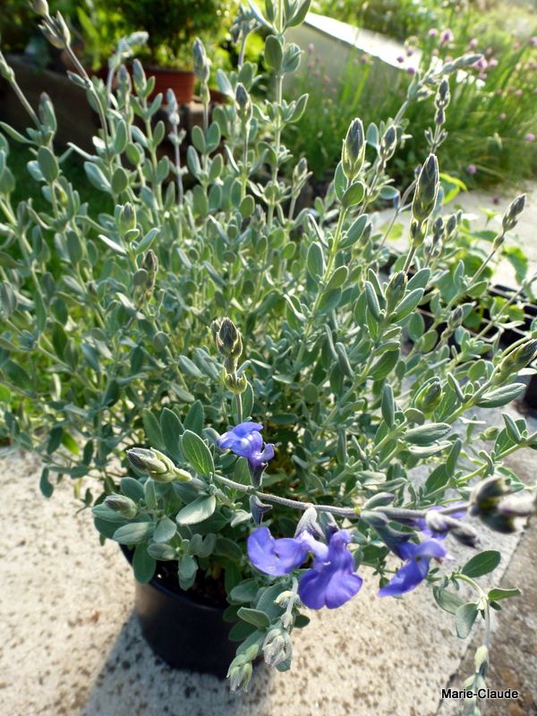 La Salvia Chamaedryoides, une sauge que j'adore, un feuillage gris et une floraison bleue lavande qui débute tout juste