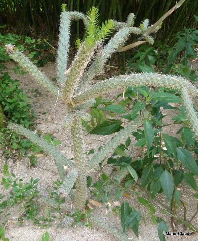 Un cactus de belle taille, il paraît être planté à même le sol mais je suppose qu'il est rentré l'hiver...