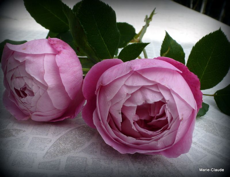 Et ces roses parfumées sans nom, j'ai perdu l'étiquetage depuis longtemps....