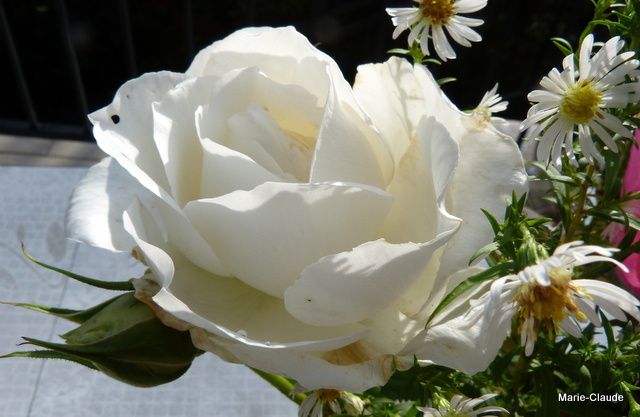 'Annapurna' un rosier au parfum divin et au blanc himalayen qui se remet doucement de l'hiver dernier, un comble pour un rosier portant ce nom ...