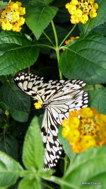 Papillons exotiques,