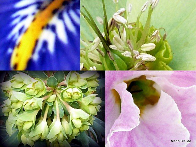13)  Iris reticulata 14) Hellébore jaune 15)Euphorbia Characias 16) .....