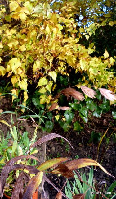 Stephanandra jaune s'accorde avec la graminée brune ( Chasmanthium) semée ce printemps