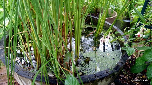De l'eau fraîche pour le poisson mangeur de larves de moustiques du mini-bassin tonneau,( en attendant un jour, peut-être un vrai bassin......;-))   )