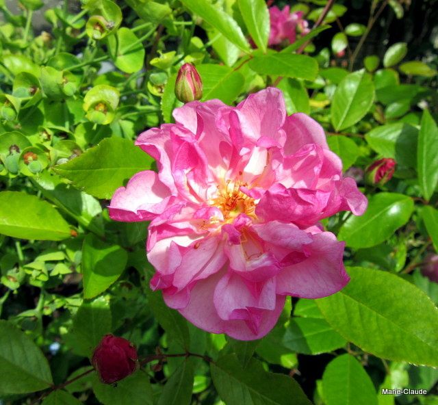 Quizz roses for the fun, solution ! Un P'tit Coin de Nature