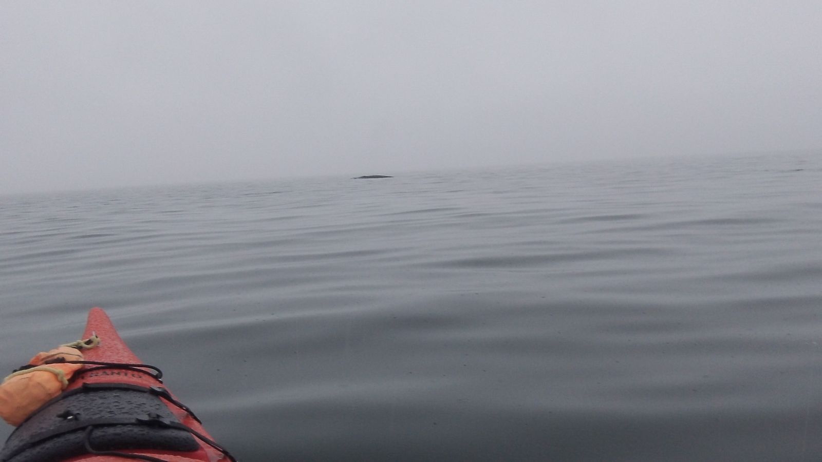 une femme en kayak rencontre une baleine