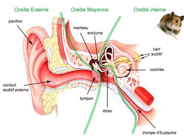 OFLOXACINE OU CIPROFLOXACINE VS RIFAMYCINE DANS LES OTITES EXTERNES AIGUÊS  - PHARAMSTER Un regard officinal indépendant sur les médicaments