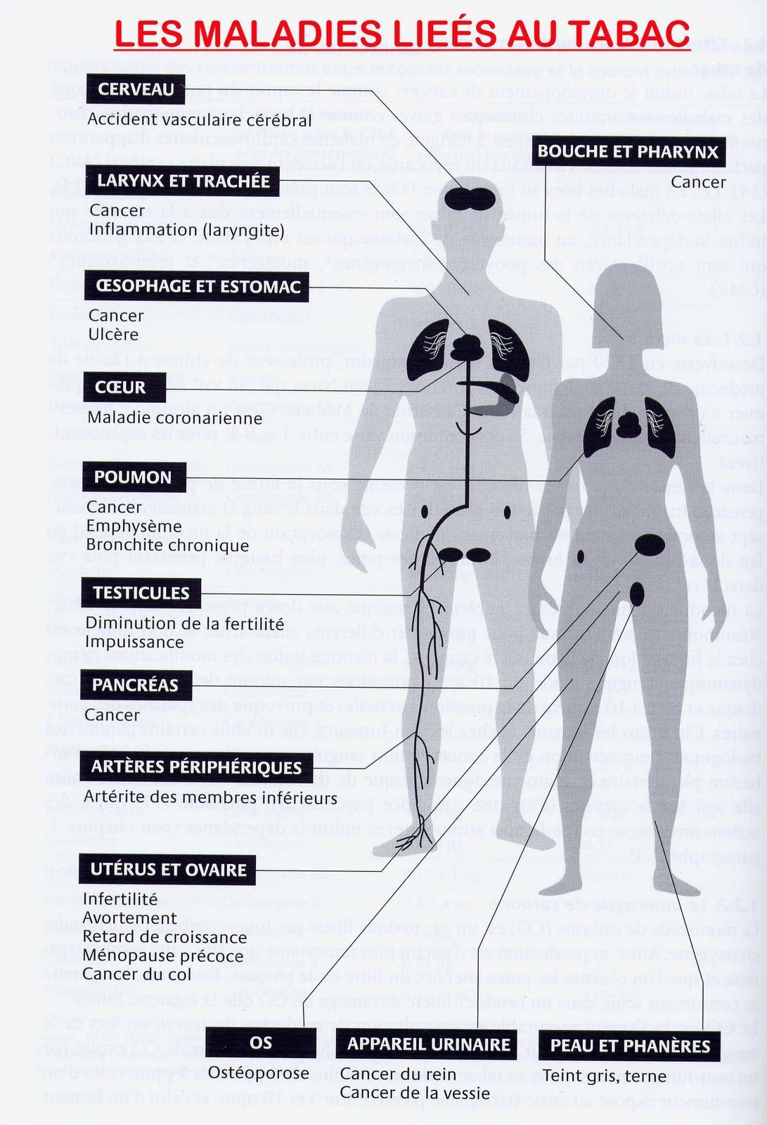 Les moyens et les médicaments pour laugmentation de la puissance