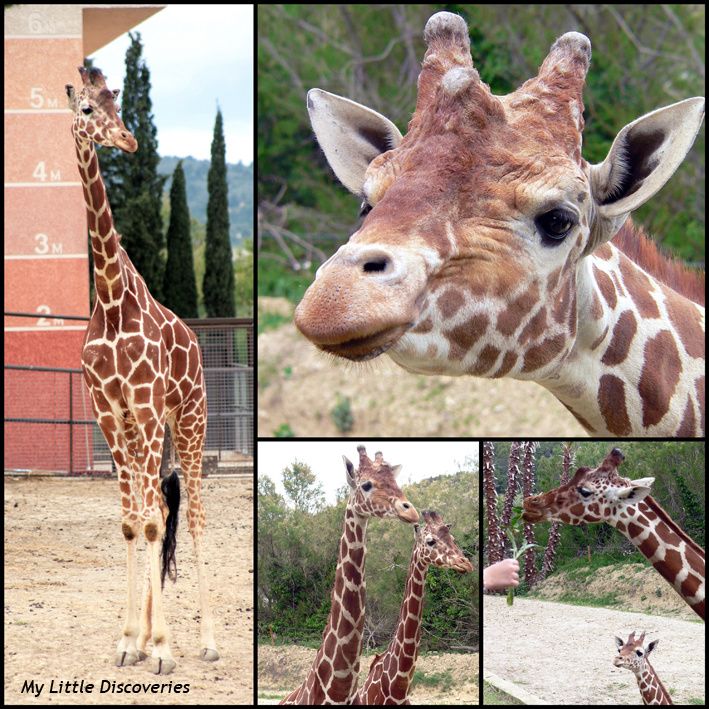 Mon mini-safari à la Réserve de Sigean!