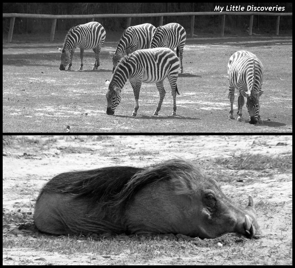 Mon mini-safari à la Réserve de Sigean!