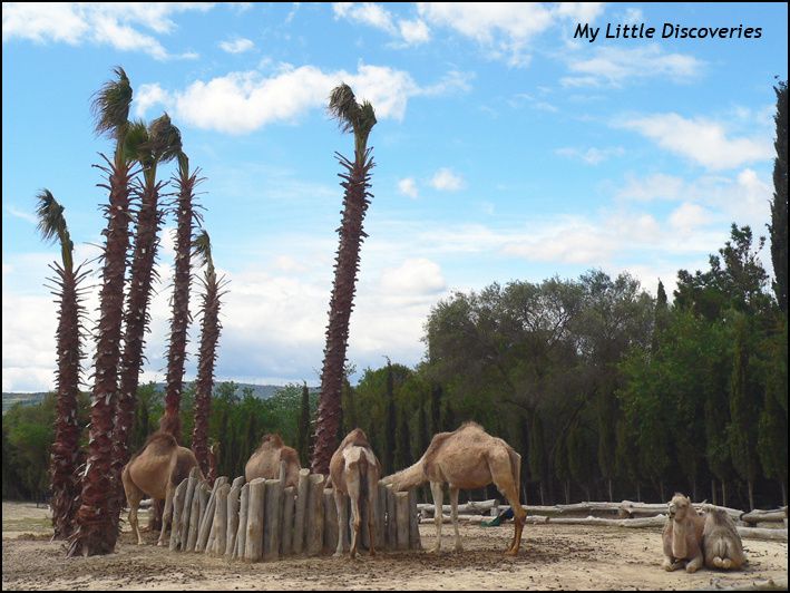 Mon mini-safari à la Réserve de Sigean!