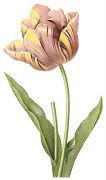 I had no idea. The word tulip actually derived from a Persian word that .