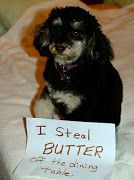 A Dog Shaming web site has been established where dogs are being forced to .