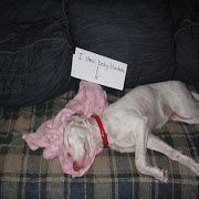 Animal love funny Funny dog shaming (30 pics)