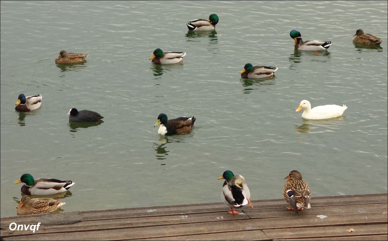 rencontre etang du cora
