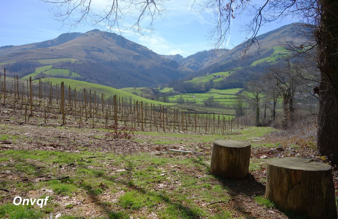 Balade dans les vignes d'Irouléguy (Pyrénées-Atlantiques 64) AA