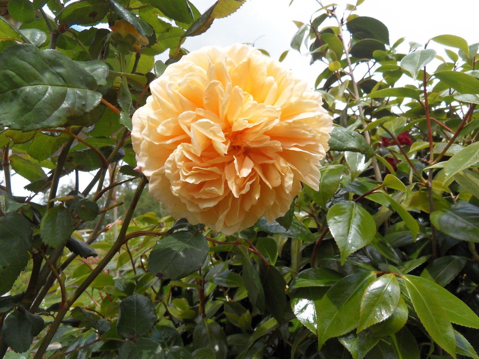 la rose du jour !!! Le jardin de Danyland en Bretagne