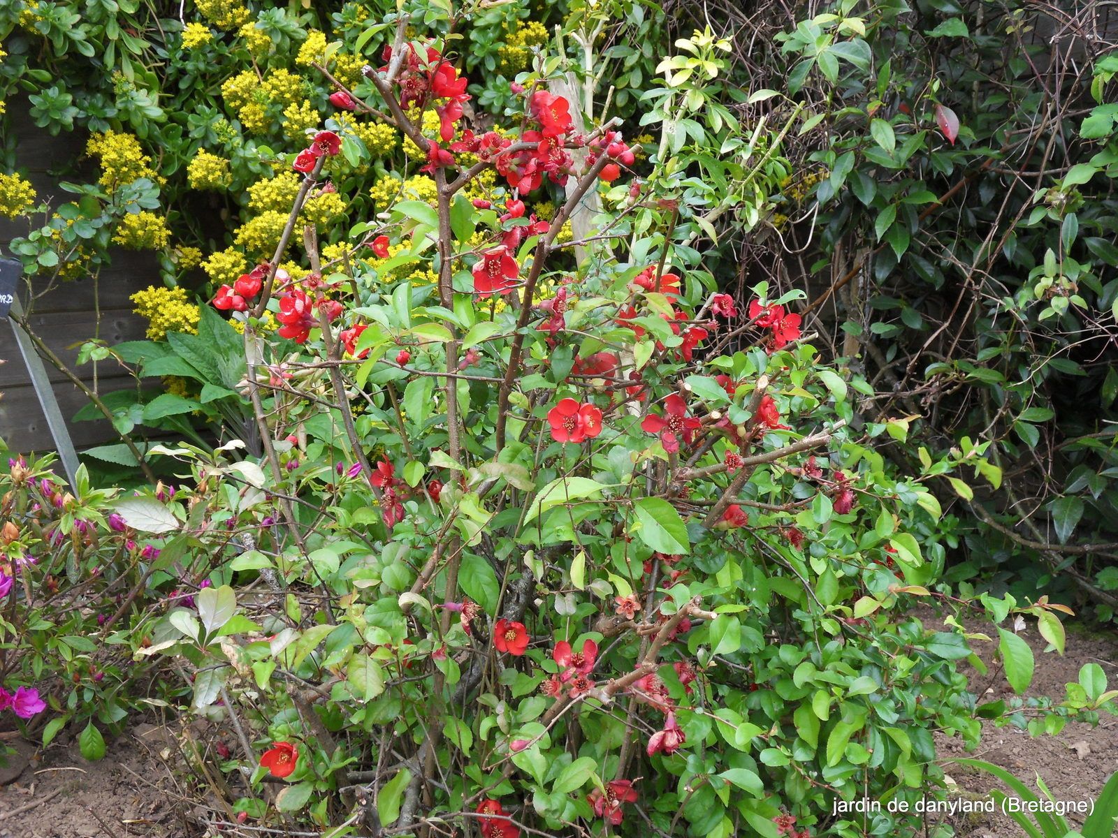 Merveilleuse Viorne Mariesii Les Jardins De Malorie