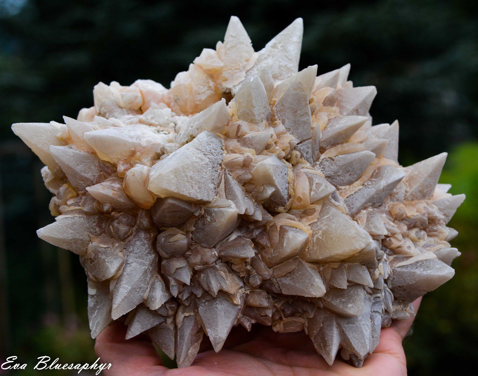 Calcite from Mariposa, Mexico (Mexique) (size: Cabinet)