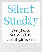 Silent Sunday 