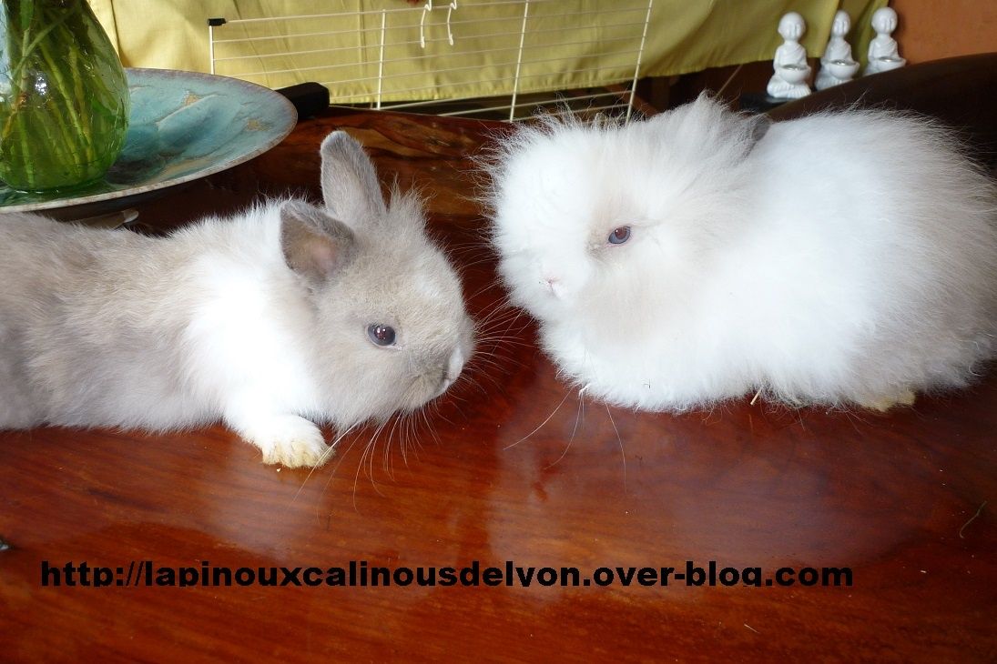Poids De Reference Des Lapins Nains Lapinoux Calinous De Lyon Over Blog Com Poids De Reference Des Lapins Nains Lapinoux Calinous De Lyon Over Blog Com