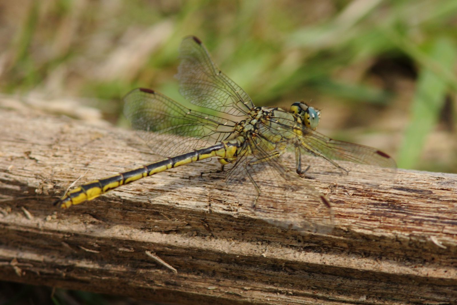 rencontres animalieres en foret de fontainebleau