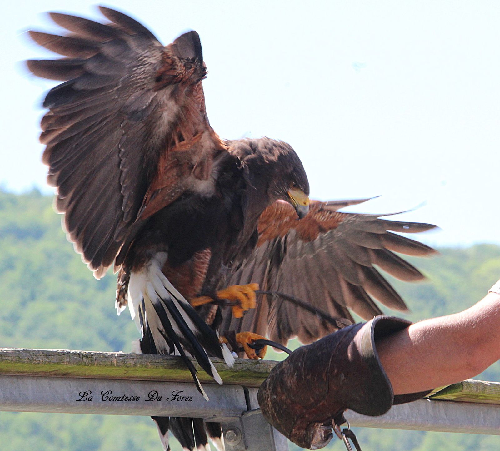 Comment S Appelle Les Griffes Des Rapaces Courzieu : Les oiseaux du parc animalier (69690 Courzieu) - La Comtesse