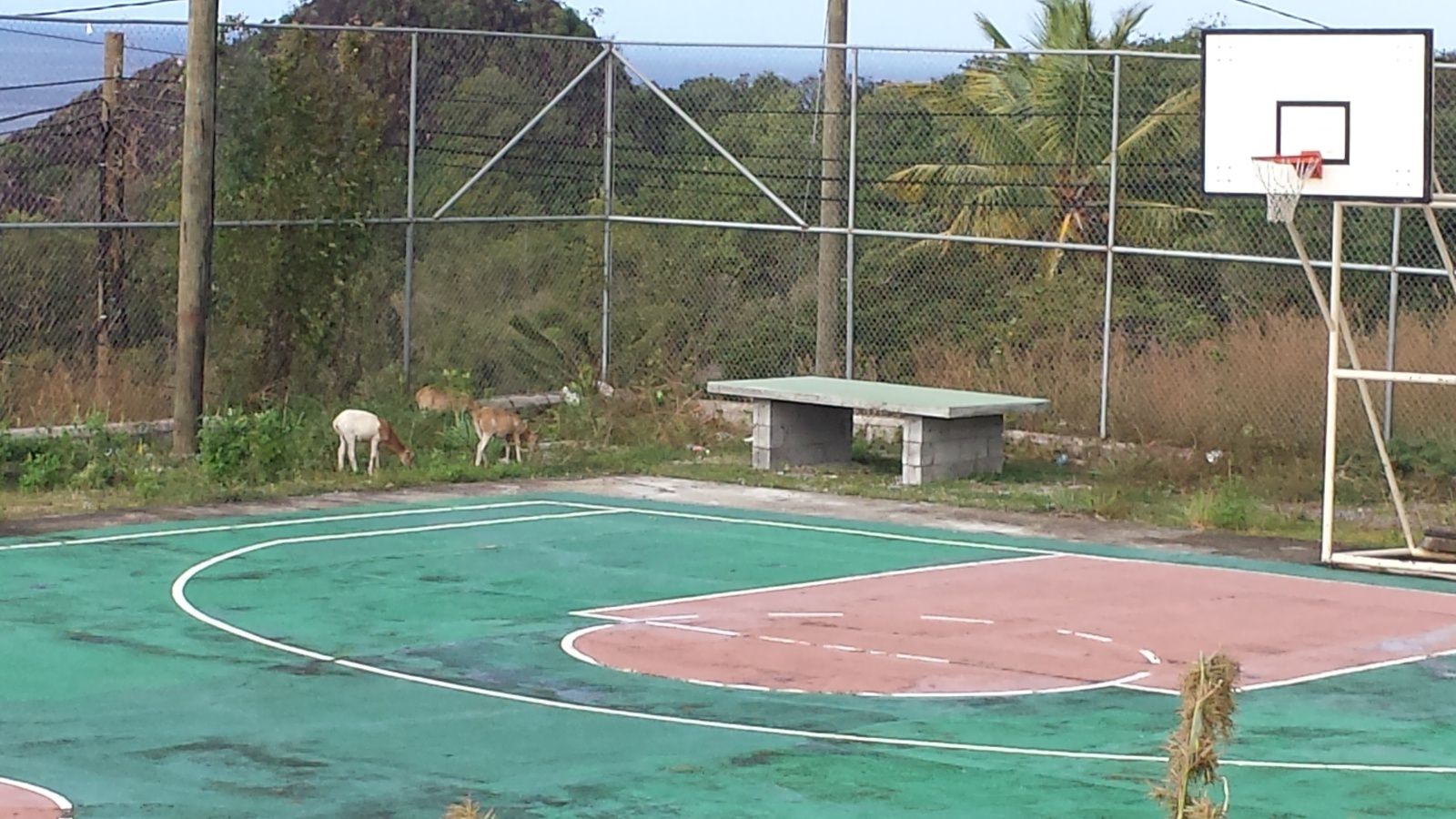 rencontrer les antillaises