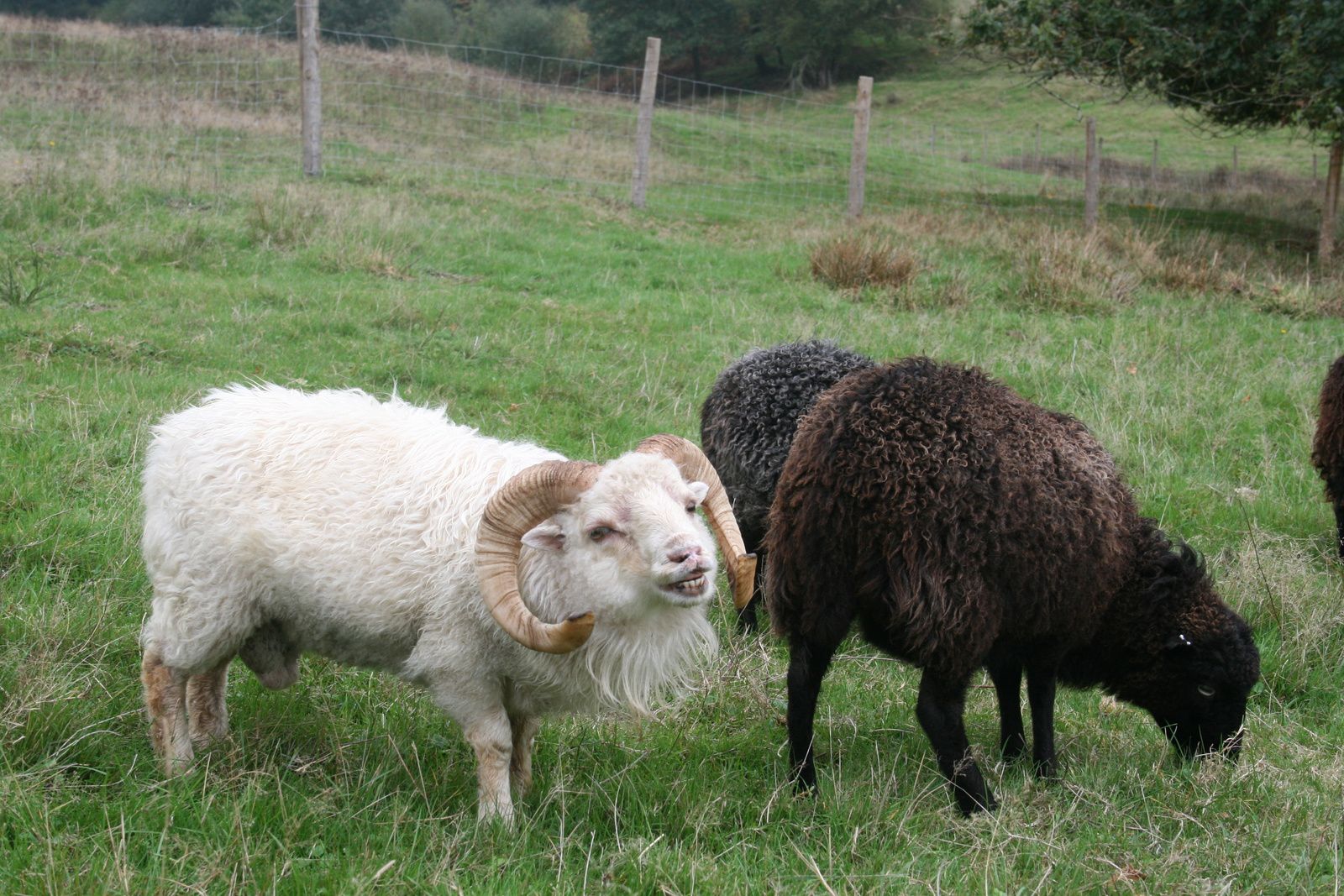 Coloration blanche - Le Mouton d'Ouessant Elevage des Lutins