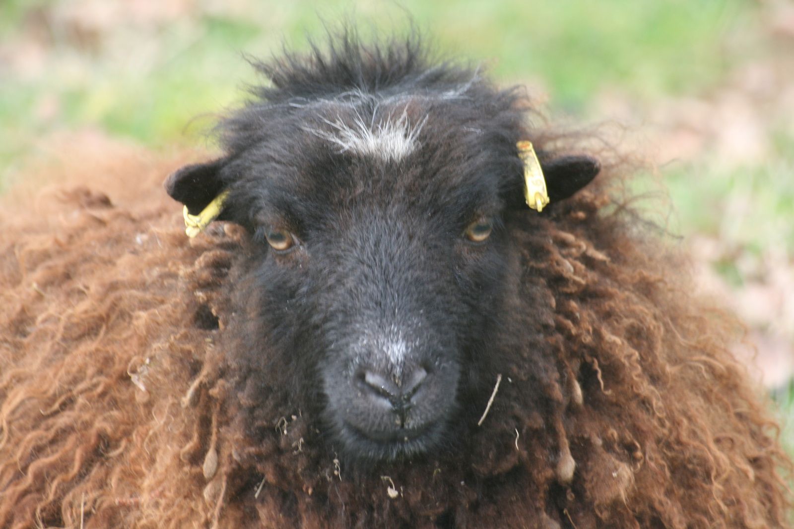 La quincaillerie toujours - Le Mouton d'Ouessant Elevage des Lutins