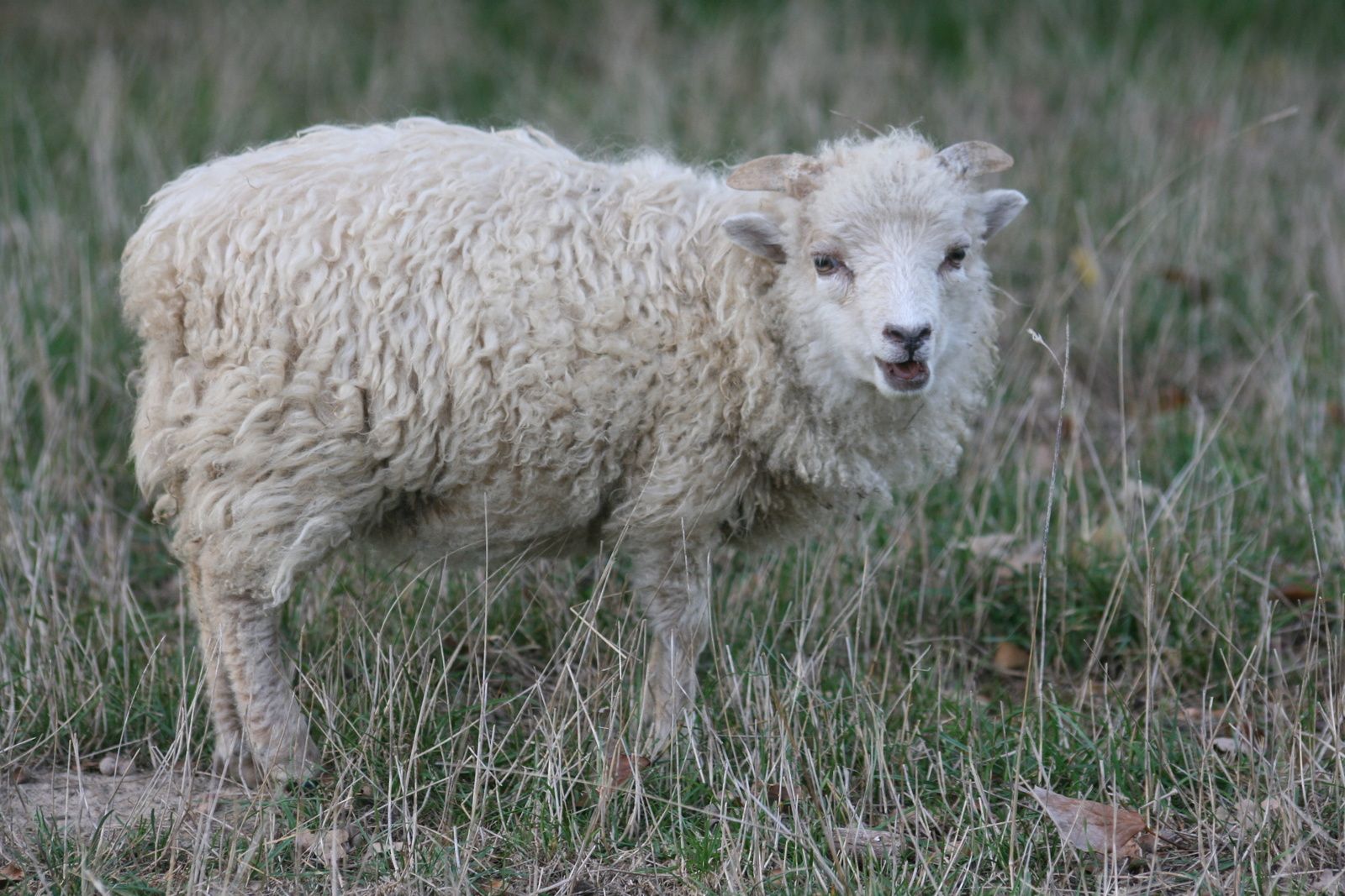 Comment S appelle Le Petit Du Mouton Pourquoi si petit? - Ouessant-mouton / les Lutins du M.