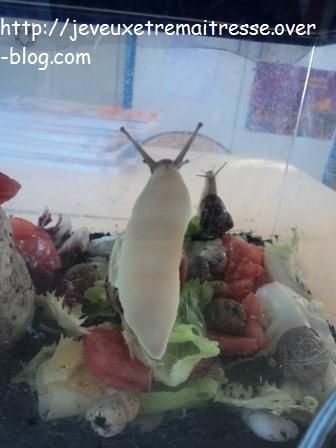 Une escargotière (élevage d'escargots) en cycle 2