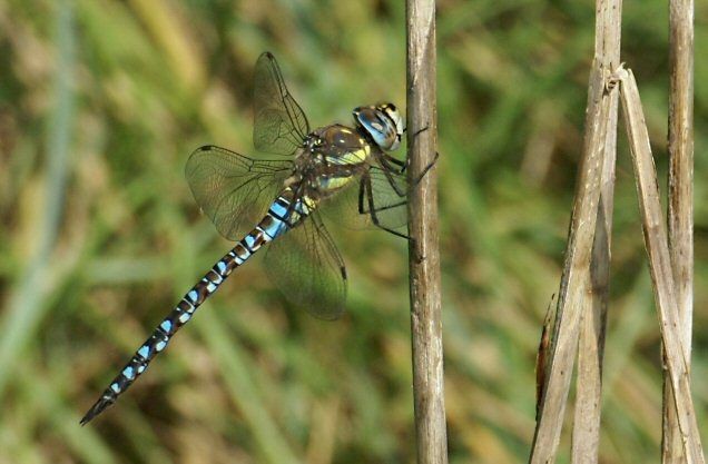 Belle demoiselle... Envie d'air