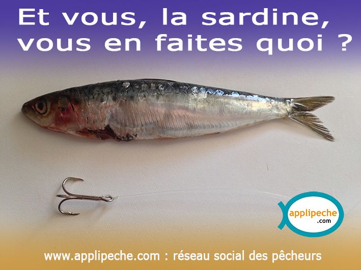 montage sardine