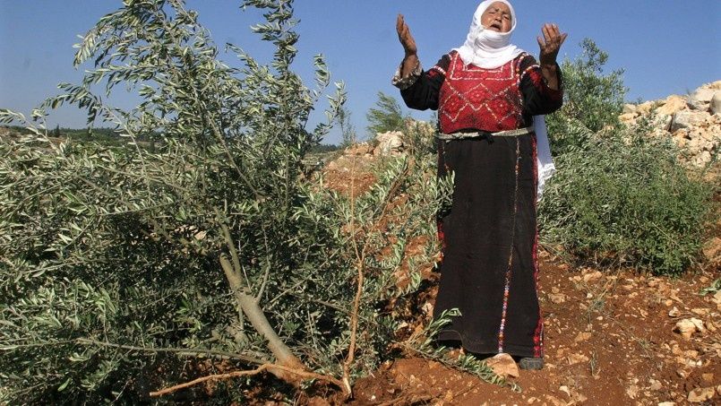 La guerre des olives fait rage en Palestine.