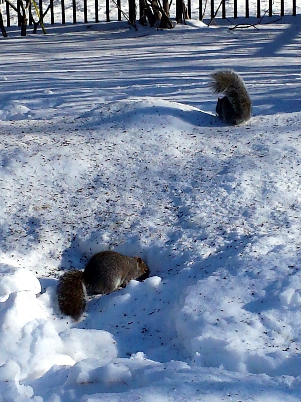 Rencontre roux mont royal