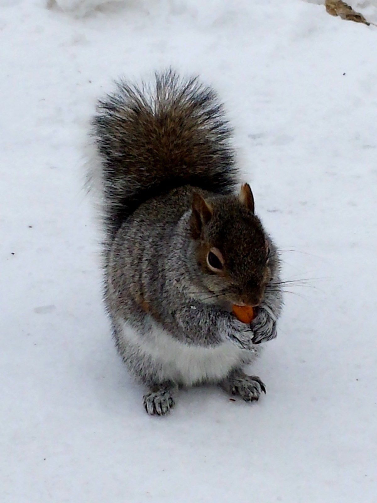 Rencontre roux mont royal
