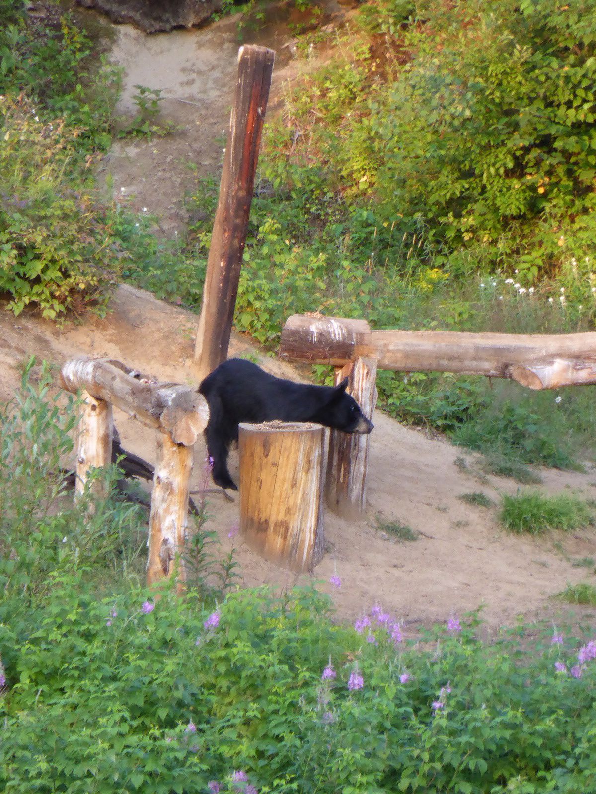 Les ours noirs ....
