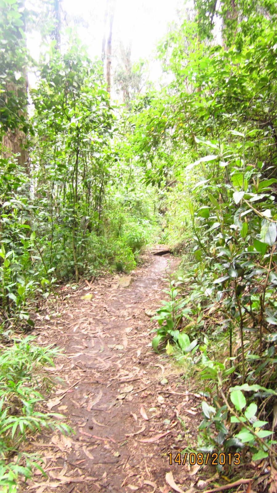 CAMINATAS ECOLOGICAS. Senderismo , una especialidad del montañismo, es