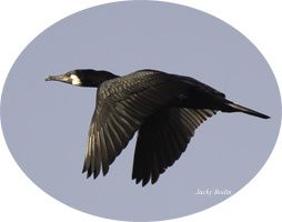 Effarouchement du Cormoran
