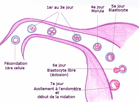 Pourquoi fait mal le côté de la droite en rendant au dos