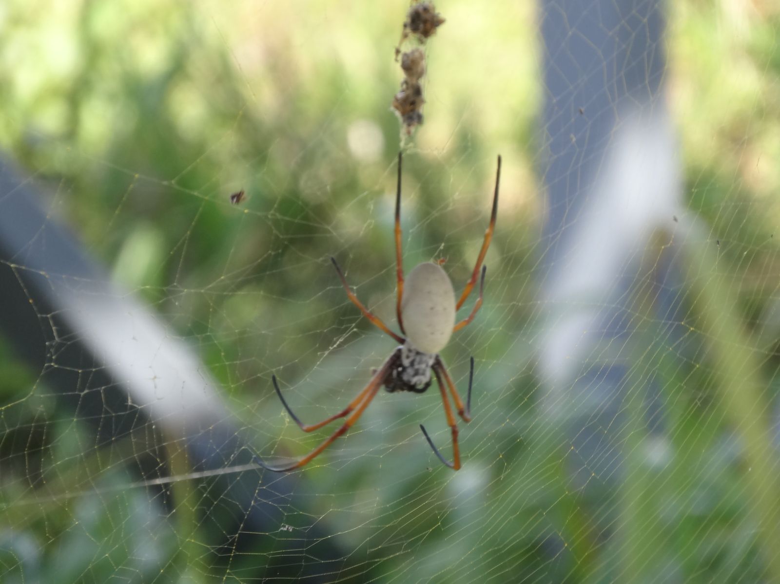 araignée tête de mort! Cécile au Vanuatu