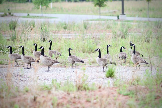 Canadian Geese, Birds, Flock