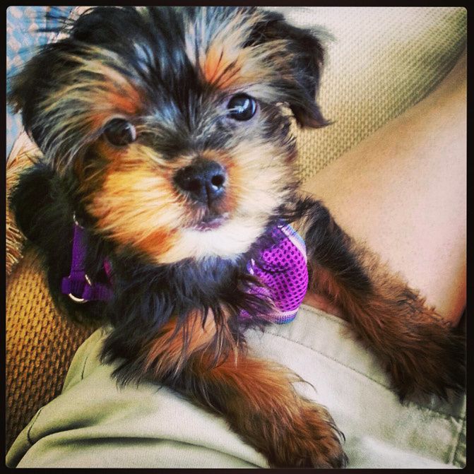 Miami Beach fashion, instagram fashionchalet, yorkshire terrier puppy