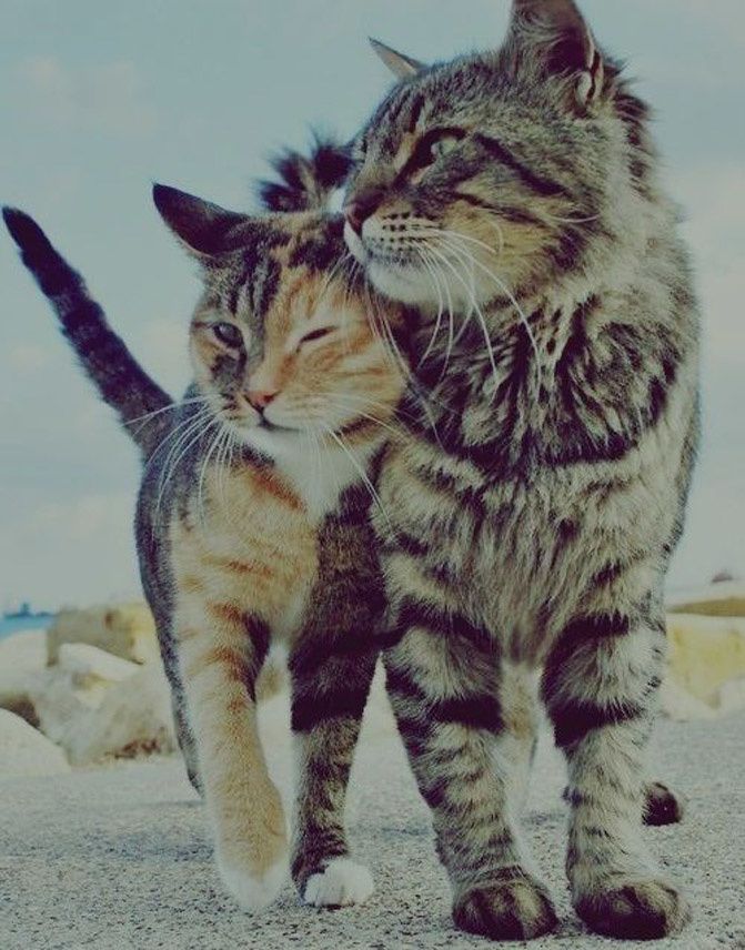 pinterest photography, love