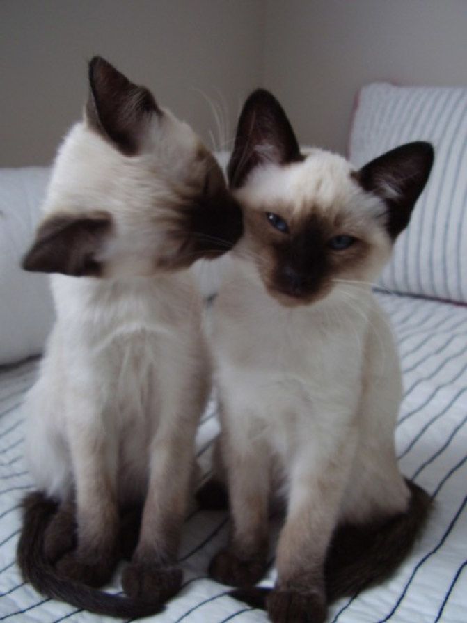 pinterest photography, love